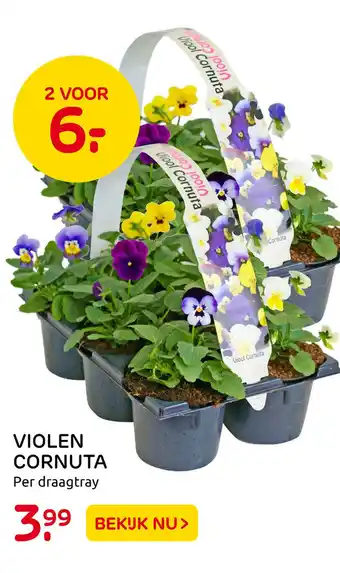 Praxis Violen Cornuta aanbieding