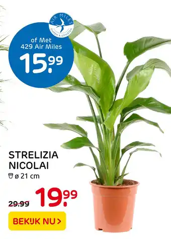 Praxis Strelizia Nicolai aanbieding