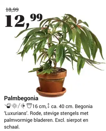 Tuincentrum Osdorp Palmbegonia aanbieding