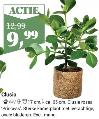 Tuincentrum Osdorp Clusia aanbieding