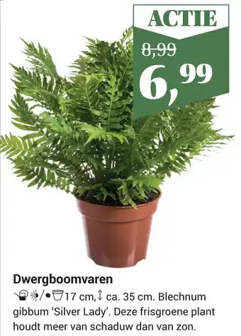 Tuincentrum Osdorp Dwergboomvaren aanbieding