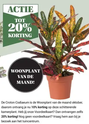 Tuincentrum Osdorp Croton Codiaeum aanbieding