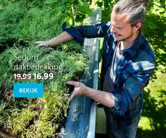 Intratuin Sedum dakbedekking aanbieding