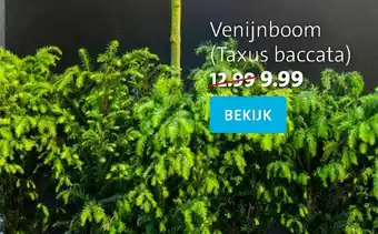 Intratuin Venijnboom aanbieding