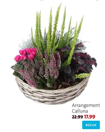 Intratuin Arrangement Calluna aanbieding