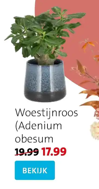 Intratuin Woestijnroos aanbieding