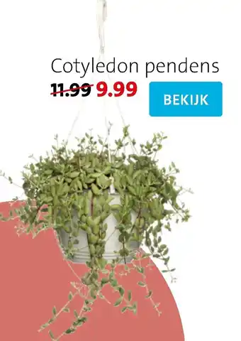 Intratuin Cotyledon pendens aanbieding