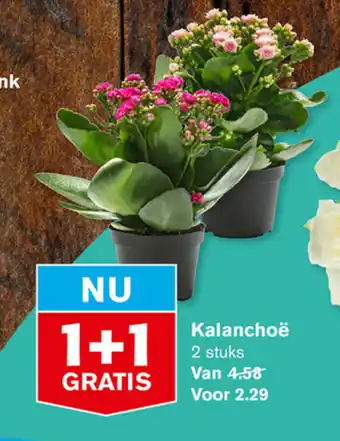 Hoogvliet Kalanchoe aanbieding