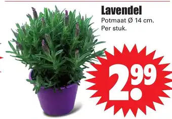 Dirk Lavendel aanbieding