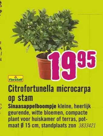 Hornbach Citrofortunella microcarpa op stam aanbieding