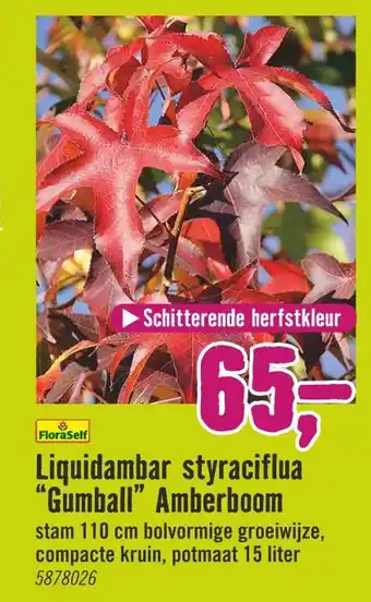 Hornbach Liquidambar styraciflua aanbieding