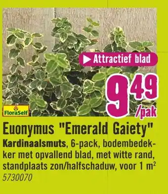 Hornbach Euonymus "emerald gaiety" aanbieding