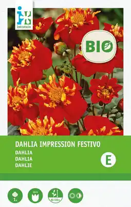 Intratuin Intratuin biologische Dahlia knol (Dahlia 'Impression Festivo') aanbieding