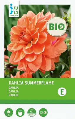 Intratuin Intratuin biologische Dahlia knol (Dahlia 'Summerflame') aanbieding