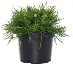 Intratuin Engels gras (Armeria maritima 'Rosea') D 12 H 25 cm aanbieding