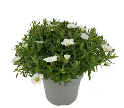 Intratuin Zandkruid (Arenaria montana 'Summer White') D 12 H 20 cm aanbieding