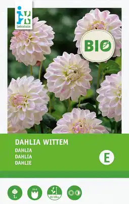 Intratuin Intratuin biologische Dahlia knol (Dahlia 'Wittem') aanbieding