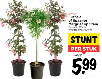 Vomar Voordeelmarkt Fuchsia of spaanse margriet op stam aanbieding