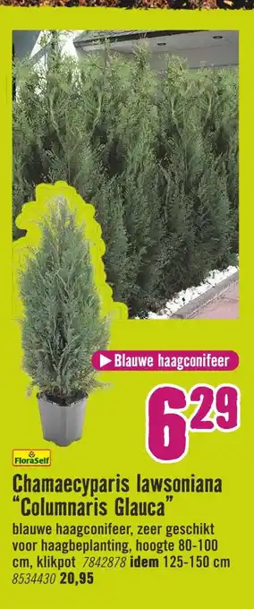 Hornbach Chamaecyparis lawsoniana "columnaris glauca" aanbieding