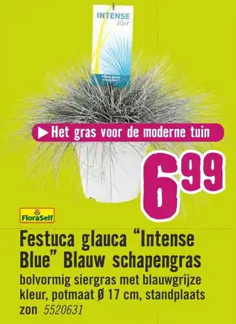 Hornbach Festuca glauca "intense aanbieding