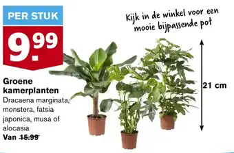 Hoogvliet Groene kamerplanten per stuk aanbieding
