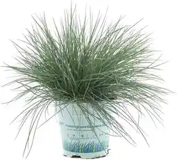 Intratuin Blauwgras (Festuca glauca 'Compacta Blue') D 10,5 H 25 cm aanbieding