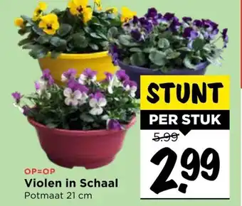 Vomar Voordeelmarkt Violen in schaal aanbieding