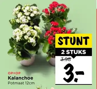 Vomar Voordeelmarkt Kalanchoe 2st aanbieding