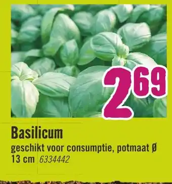 Hornbach Basilicum aanbieding