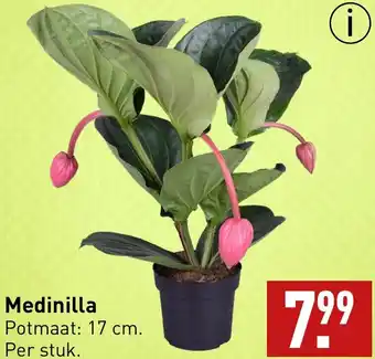 ALDI Medinilla  17 cm aanbieding