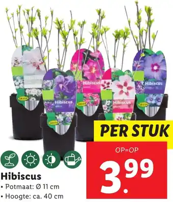 Lidl Hibiscus per stuk potmaat 11 cm aanbieding