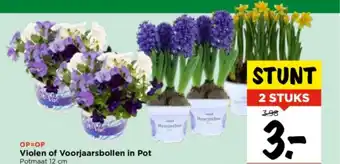 Vomar Voordeelmarkt Violen of voorjaarsbollen in pot 12 cm aanbieding