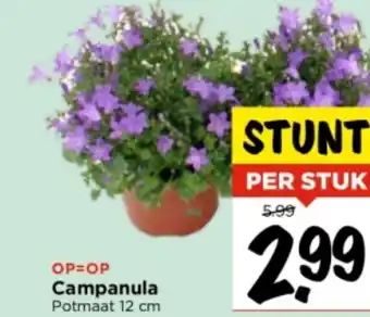 Vomar Voordeelmarkt Campanula potmaat 12 cm aanbieding