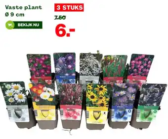 Welkoop Vaste plant Ø 9 cm aanbieding