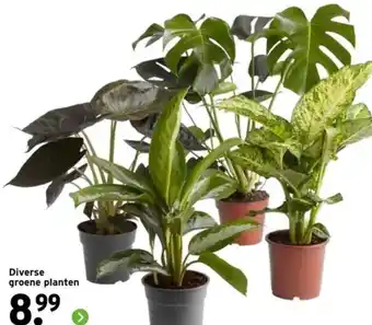 GAMMA Diverse groene planten aanbieding