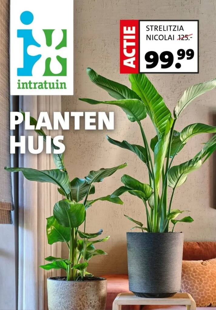 feigenkaktus zimmerpflanze Opuntia indica