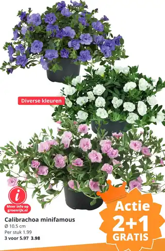 GroenRijk Calibrachoa minifamous aanbieding