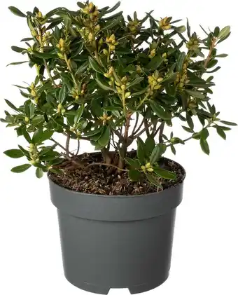 Intratuin Rhododendron (Rhododendron 'Pintail') D 17 H 20 cm aanbieding