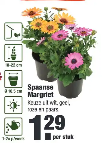 ALDI Spaanse margriet aanbieding