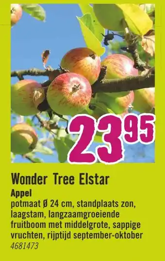 Hornbach Wonder tree elstar aanbieding