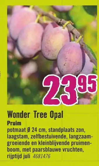 Hornbach Wonder tree opal aanbieding