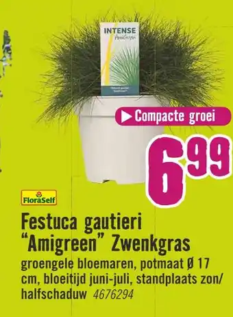 Hornbach Festuca gautieri "amigreen" zwenkgras aanbieding