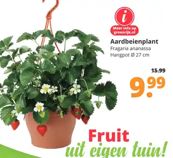 GroenRijk Aardbeienplant aanbieding