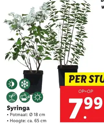 Lidl Syringa aanbieding