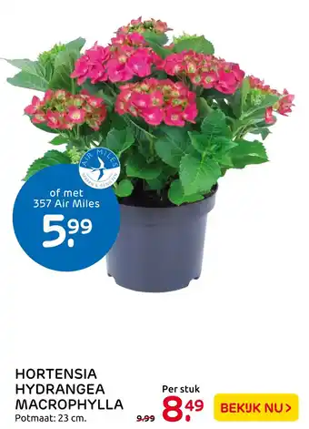 Praxis Hortensia hydrangea macrophylla aanbieding