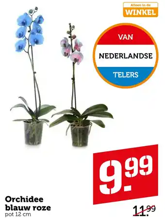 Coop Orchidee blauw roze aanbieding