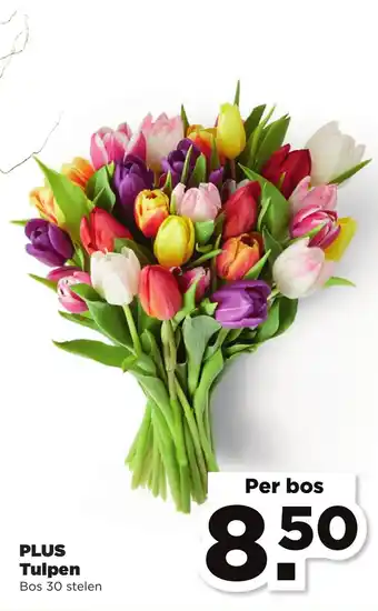 PLUS Tulpen per bos aanbieding