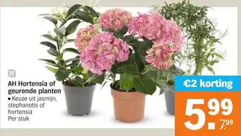 Albert Heijn Hortensia of geurende planten aanbieding