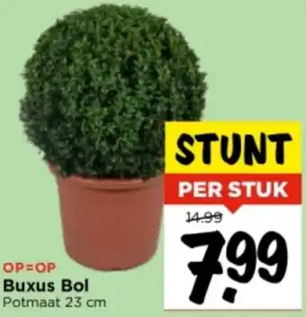 Vomar Voordeelmarkt Buxus Bol Potmaat 23 cm aanbieding
