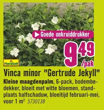 Hornbach Vinca minor "gertrude jekyll" aanbieding